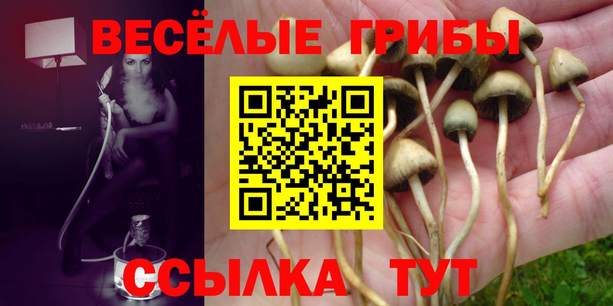 Псилоцибиновые грибы Psilocybe Батайск